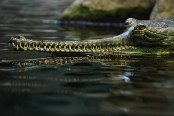 gavial du gange (gavialis gangeticus) - gavial photos et images de collection