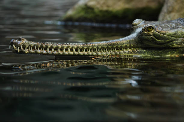 Gharial (Gavialis gangeticus) Gharial (Gavialis gangeticus), also knows as the gavial. brahmaputra river stock pictures, royalty-free photos & images