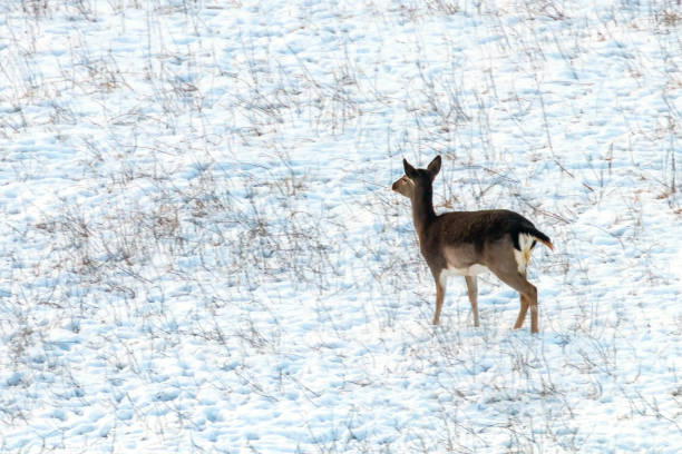 istock Fallow deer female snow winter (Dama Dama) 1124238114
