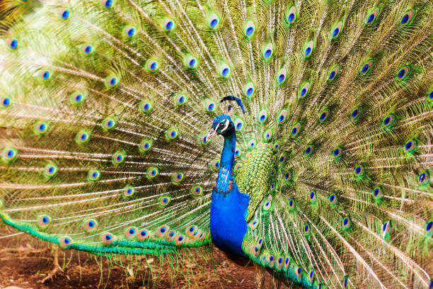 istock peacock showing up his feathers 1124238125