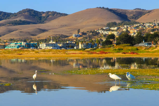 Egrets in a swamp are looking for food, the wildlife of California, USA.