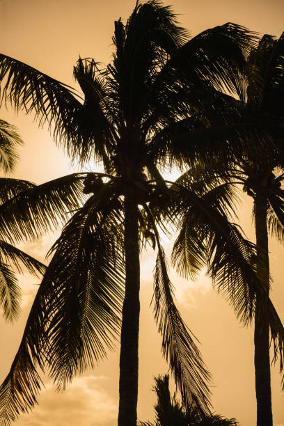 istock Tropical palm trees on a warm glowing sunset 1124238605