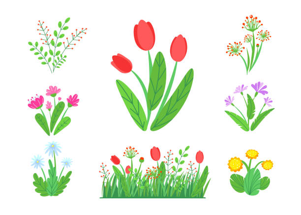 春は、庭の花が咲く草枠のベクトルします。簡単な工場の花束イラスト。白い背景で隔離の春自然要素 - bouquet backgrounds spring tulip点のイラスト素材／クリップアート素材／マンガ素材／アイコン素材