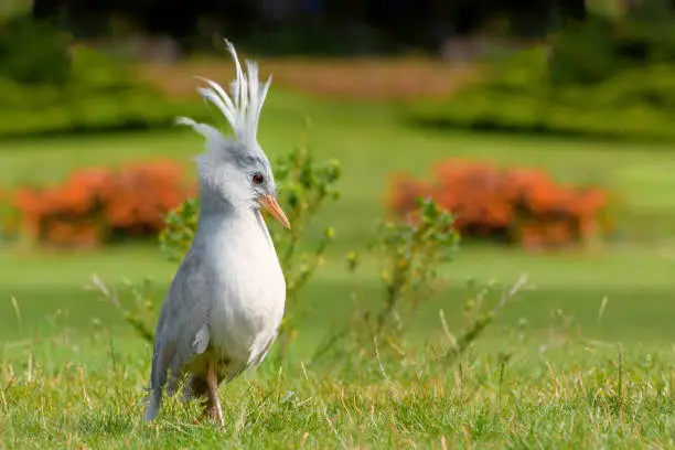 Kagu or cagou, Rhynochetos jubatus is a crested, long-legged, and bluish-grey bird endemic to the dense mountain forests of New Caledonia