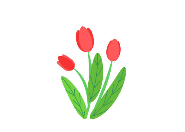 春庭咲く花イラストのシンプルな花束のベクター。最小限のスタイルで白い背景に分離されたファッション花春自然植物の要素 - チューリップ点のイラスト素材／クリップアート素材／マンガ素材／アイコン素材