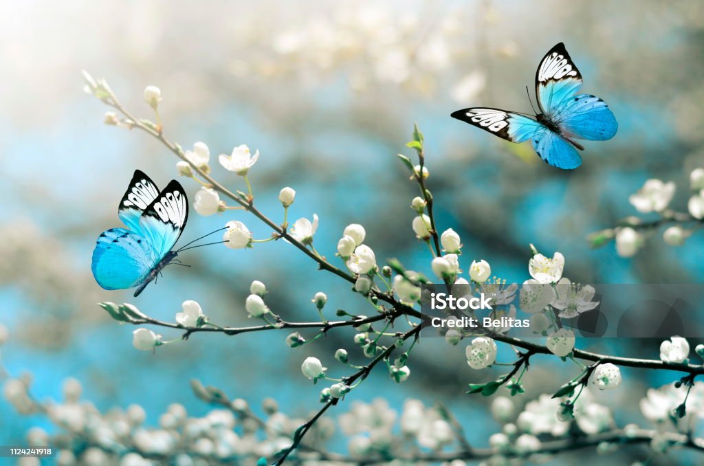 Cherry blossom in wild and butterfly. Springtime Cherry blossom in wild and butterfly. Springtime. Butterfly - Insect Stock Photo