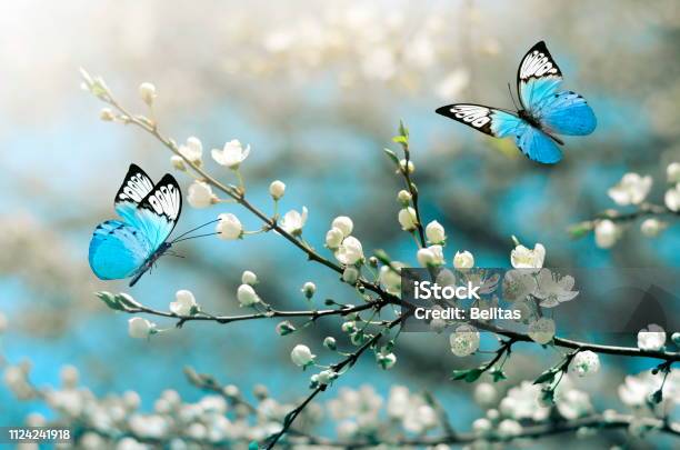 Cherry Blossom In Wild And Butterfly Springtime Stock Photo - Download Image Now - Butterfly - Insect, Flower, Springtime