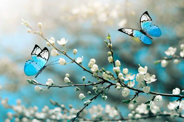 flor de cerejeira no selvagem e borboleta. primavera - lepidóptero - fotografias e filmes do acervo