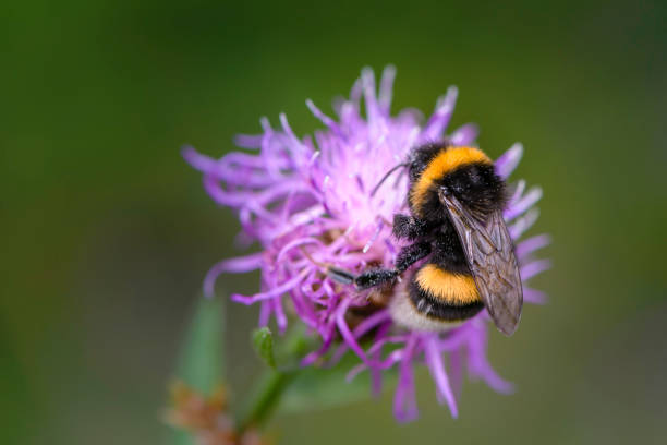 istock Bumblebee collecting nectar on a violet flower of sow-thistle 1124242250