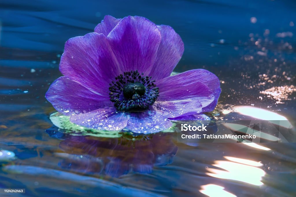 Flor De Una Anémona De Color Lila Sobre Una Superficie De Agua Ondulada  Foto de stock y más banco de imágenes de Agua - iStock
