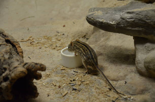 istock The African Striped Grass Mouse 1124243251