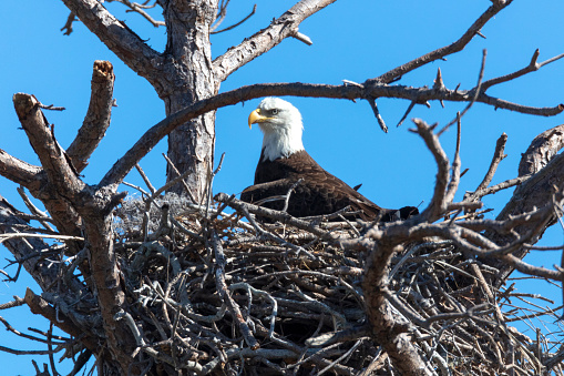 Bald Eagle on a nest