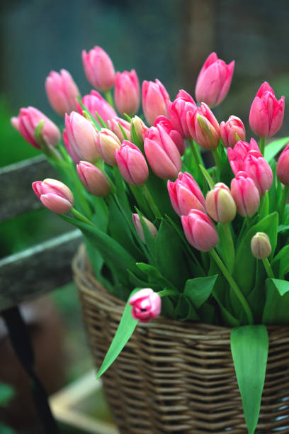 cesta con tulipanes de color rosa. famoso símbolo de los países bajos, amsterdam "n - tulip bouquet fotografías e imágenes de stock