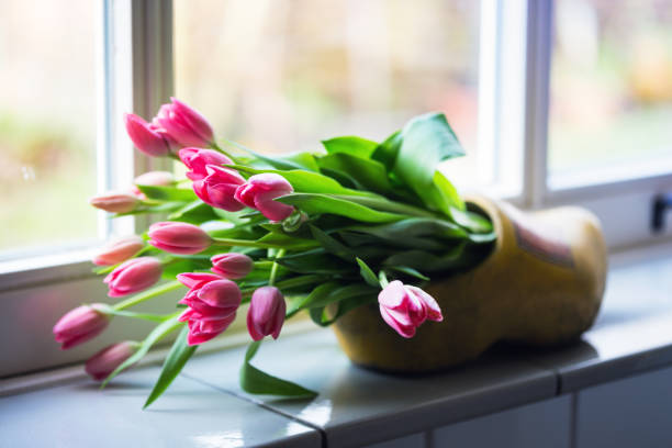 istock beautiful pink tulips at the  klomp.  Amsterdam