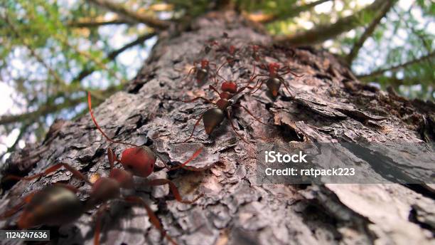 Semut Api Besar Semut Api Merangkak Naik Pohon Pinus Foto Stok - Unduh Gambar Sekarang ...