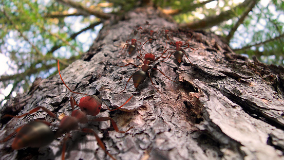 Fire ants line crawling up a pine tree, 3d render