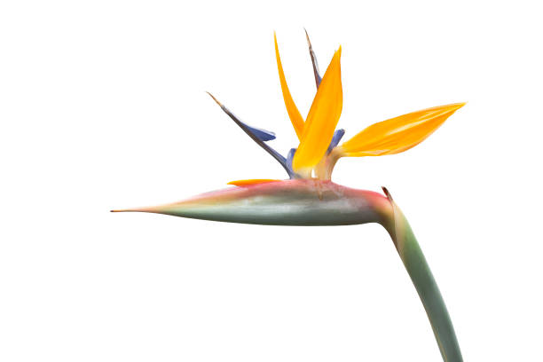 istock Bird of Paradise flower on white background. 1124247906