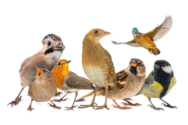 Group of birds isolated on white background.