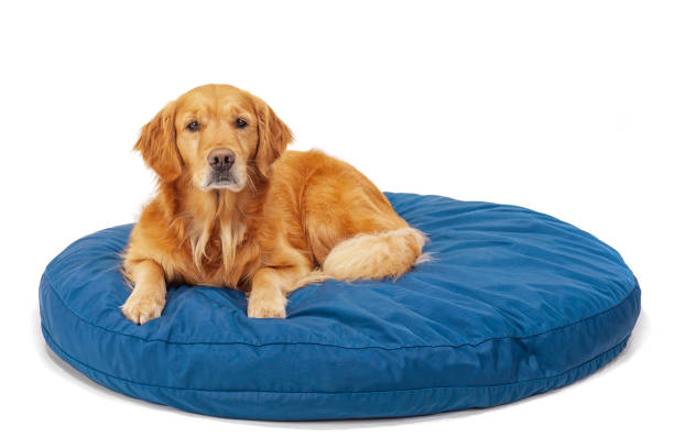 A beautiful Golden Retriever lying on a blue dog bed on a white background A beautiful 4 year old female Golden Retriever looking at the camera as she lying down on a blue dog bed that is sitting on a white background. 
 "Dutchess" dog bed stock pictures, royalty-free photos & images