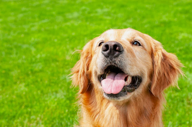 istock A beautiful Golden Retriever looking up with her yard behind her 1124249363
