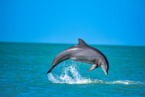 Dolphin jumping above water on the shores of Captiva island, Florida.