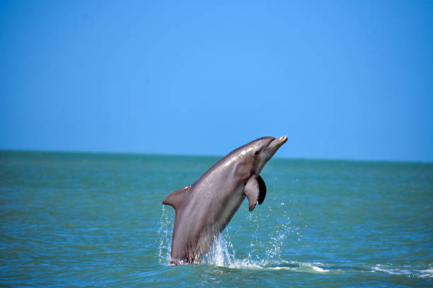 Dolphin Jumping Dolphin jumping out of water on the shores of Captiva Island, Florida. sanibel island stock pictures, royalty-free photos & images