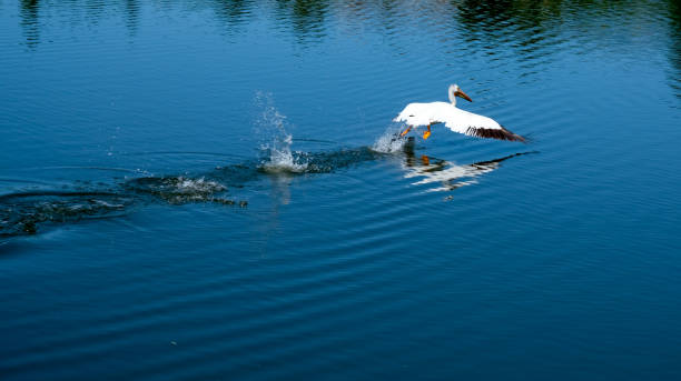 pelican landing on lake - pelican landing imagens e fotografias de stock