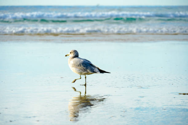 istock Seagull on the beach with her reflection on the water, 1124251765