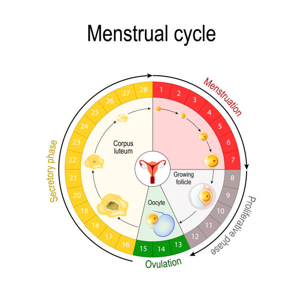 illustrations, cliparts, dessins animés et icônes de graphique du cycle menstruel. - renaissance period