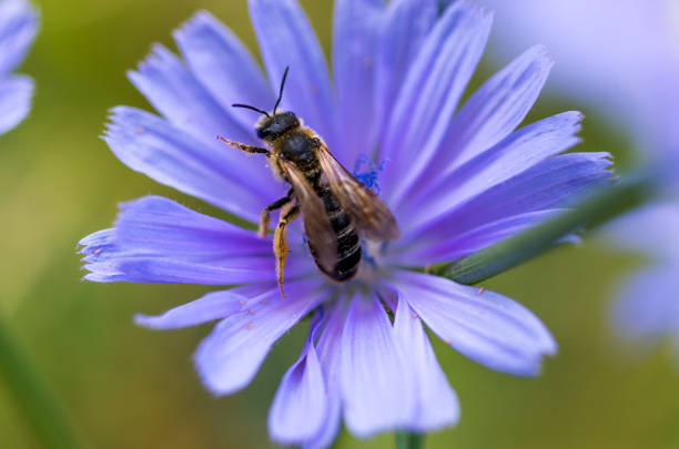 istock Bee on a blue flower. Macro photo. Field flower. 1124252628