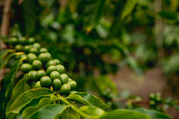 cerezas de café - kona coffee fotografías e imágenes de stock