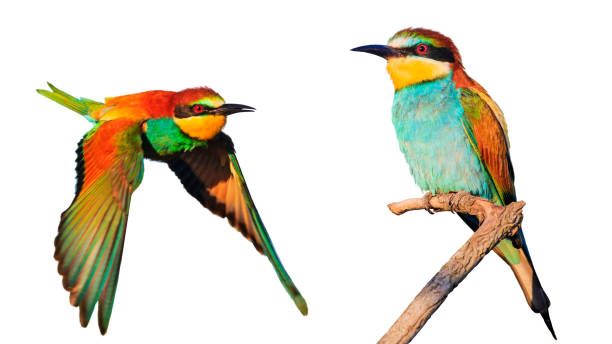 istock birds of paradise isolated on white background 1124252872