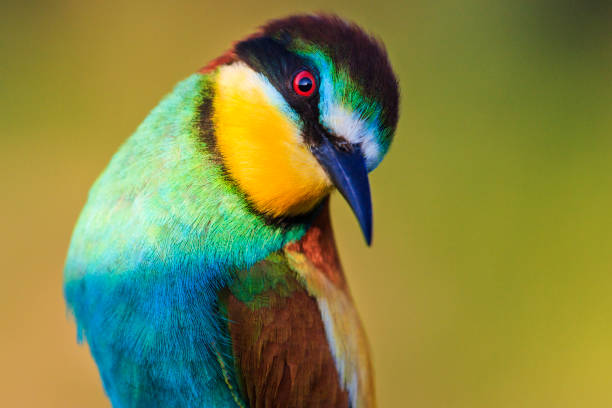 istock surprised look of a beautiful colored bird 1124252886