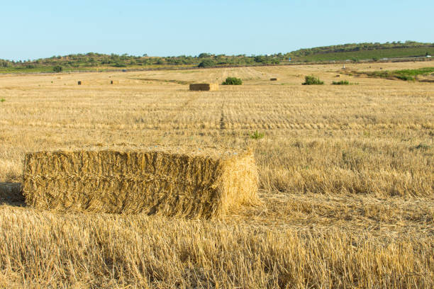 istock Bales of straw 1124254727