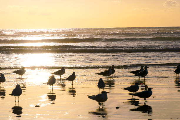 istock Group of seagulls on the beach with their reflection on the water during sunset time 1124254957