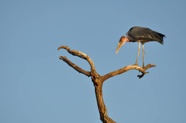 marabou stork Marabu on a tree in Tanzania marabu stork stock pictures, royalty-free photos & images