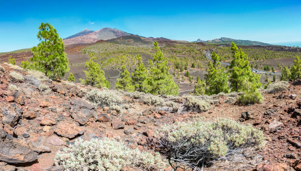 istock Amazing volcano on Tenerife 1124255162