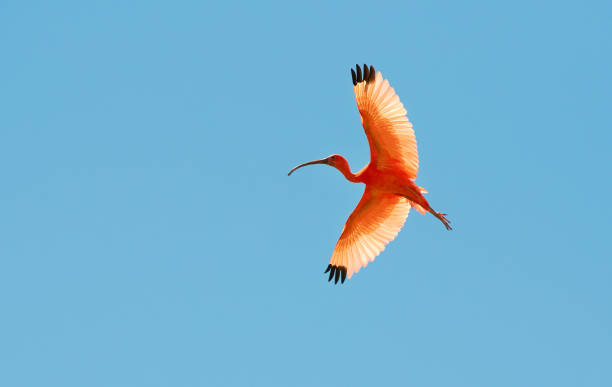 istock The orange in the blue - flying bird 1124256139