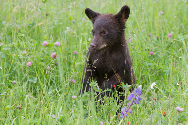 istock Black Bear Cub in a Field of Wildflowers 1124256152