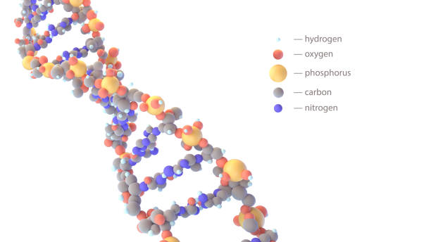 白で隔離様式化された螺線形 dna の分子 - genetic information ストックフォトと画像