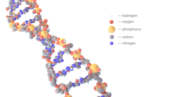 Complicated atomic structure of DNA molecule, high resolution 3D illustration based on scientific data, isolated on white