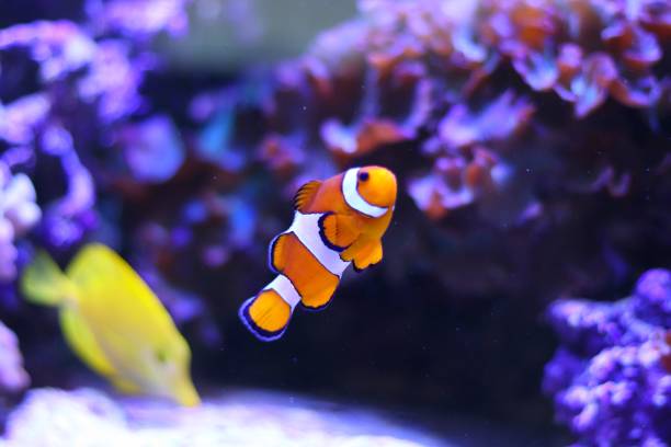 istock Portrait of a clown fish 1124258441