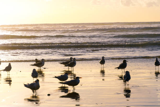 istock Group of seagulls on the beach with their reflection on the water during sunset time 1124259662