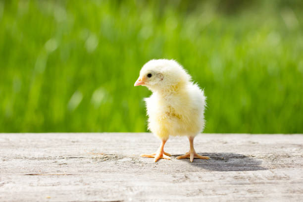 istock little yellow chicken on a wooden table 1124259702