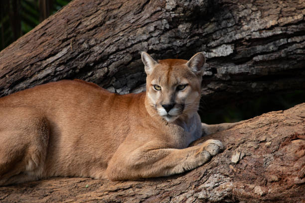 istock Brazilian Savannah animals: The cougar (Puma concolor). 1124259909