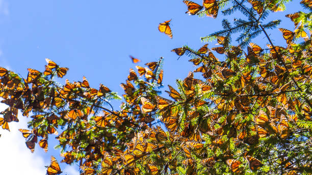 istock Monarch Butterflies on tree branch  with blue sky in background 1124264668