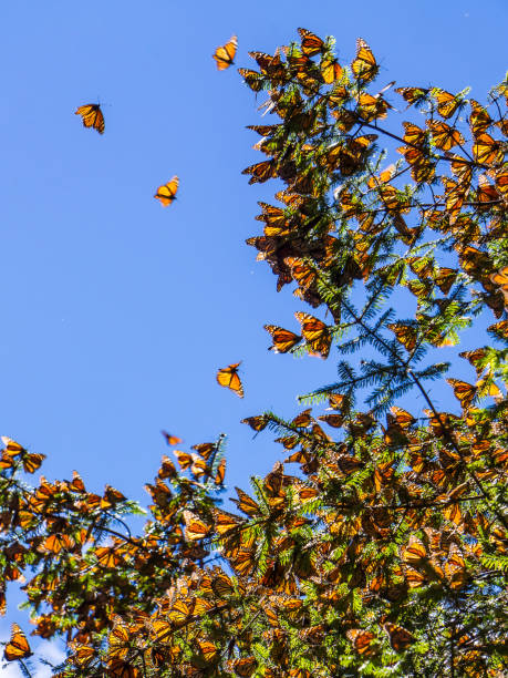 istock Monarch Butterflies on tree branch  with blue sky in background 1124264675