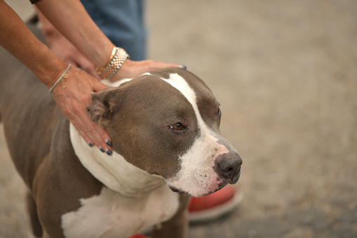 Portrait of “Casper,” 5 year old, male, gray and white Pitbull mix.  By using this photo, you are supporting the Amanda Foundation, a nonprofit organization that is dedicated to helping homeless animals find permanent loving homes.
