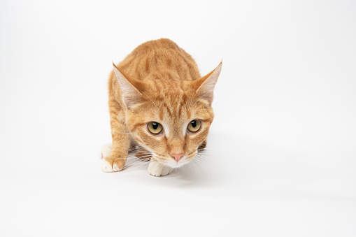 Portrait of “Quimby,” a 9 month old, male, orange and white tabby, Domestic Shorthair cat. By using this photo, you are supporting the Amanda Foundation, a nonprofit organization that is dedicated to helping homeless animals find permanent loving homes.