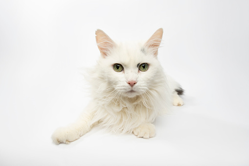 Portrait of “Dot,” a 10 year old, female, white and black, Domestic Longhair cat.  Loves to lay in people's laps.  By using this photo, you are supporting the Amanda Foundation, a nonprofit organization that is dedicated to helping homeless animals find permanent loving homes.